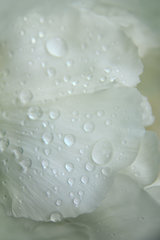 Chinesische Pfingstrose, Paeonia lactiflora mit Regentropfen