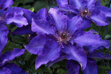 Clematis  „The President“  