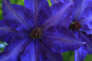 Clematis  „The President“ 