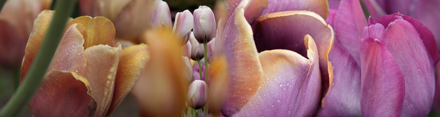 Collage aus Breeder-Tulpen,  Panoramaformat