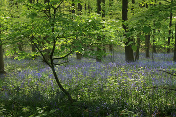 Das Hasenglöckchen - im "Wald der blauen Blumen" bei Doveren