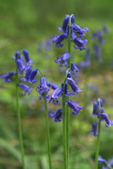 Das Hasenglöckchen - im "Wald der blauen Blumen" bei Doveren
