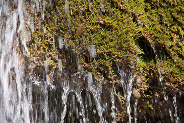 Das Moos "Cratoneuron commutatum" im Dreimühlen-Wasserfall