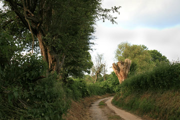 Der Bocholtzer Weg, ein alter Hohlweg bei Horbach