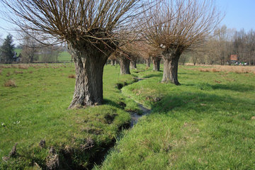 Der Klitserbeek mit Kopfweiden an der Via Gulia zwischen Epen und Mechelen, Göhltal, NL