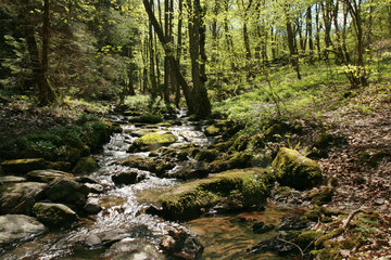 Der Kluckbach im Rohrener Wald, Eifelsteig