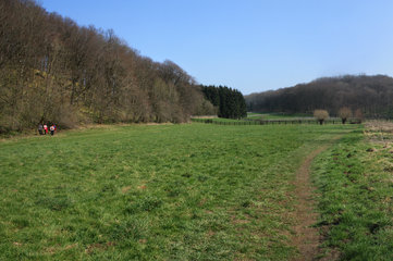 Der Narzissenwald im Hohnbachtal bei Kelmis / La Calamine, Belgien