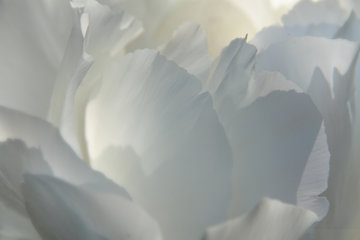 Detail der Blüte einer weißen Pfingstrose, Paeonia lactiflora