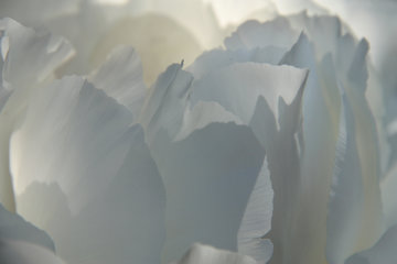 Detail der Blüte einer weißen Pfingstrose, Paeonia lactiflora