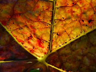 Detail eines herbstlichen Schildblatts, Peltiphyllum peltatum