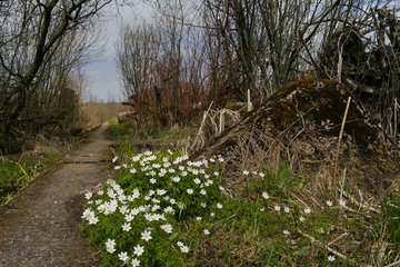 Die Moor-Route auf der Höckerliniezwischen im Kranzvenn bei Simmerath