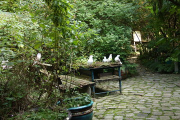 Die Tauben-Terrasse im Hortus Dialogus