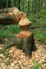 Doppelte Sanduhr - von einem Biber gefällter Baum,  Wesertal
