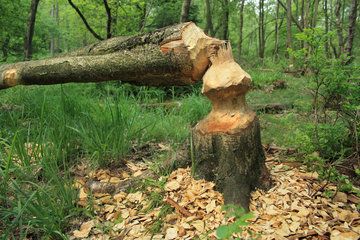 Doppelte Sanduhr - von einem Biber gefällter Baum,  Wesertal