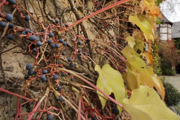 Dreispitzige Jungfernrebe, Parthenocissus tricuspidata (Wilder Wein) im Herbst