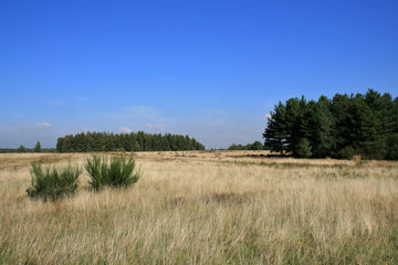 Drover Heide
