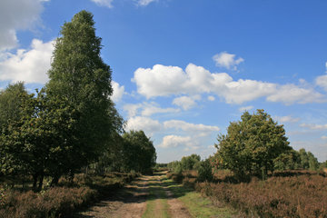 Drover Heide