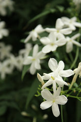 Duft-Jasmin, Jasminum polyanthum