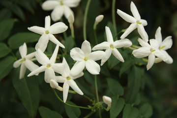 Duft-Jasmin, Jasminum polyanthum