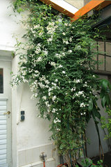  Duft-Jasmin, Jasminum polyanthum
