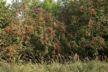Eberesche, Sorbus aucuparia