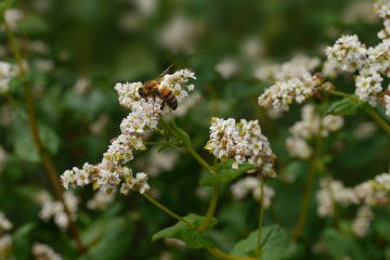 Echter Buchweizen oder Silberbuchweizen (Fagopyrum esculentum) mit Biene