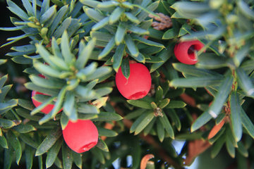 Eibe, Taxus baccata L., mit roten Früchten
