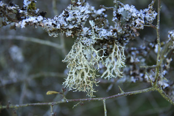 Eichenmoos, Evernia prunastri, (herabhängend) und Blasenflechte, Hypogymnia physodes