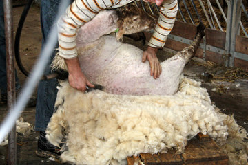 Ein Schaf wird aus der Wolle "herausgeschält", Schaapskooi Mergelland