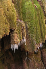 Eiszapfen beim Dreimühlen-Wasserfall in der Kalkeifel