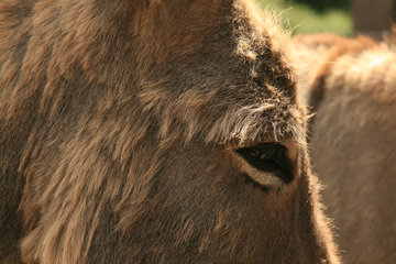 Esel, Equus asinus asinus