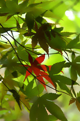 Fächer-Ahorn, Acer palmatum