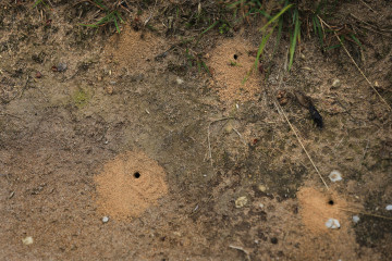 Fangtrichter von Ameisenlöwen in der Wahner Heide