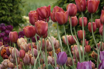 Farben der Breeder Tulpen, "Hortus Bulborus",  Limmen, NL