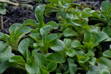 Feldsalat Anfang März im Garten