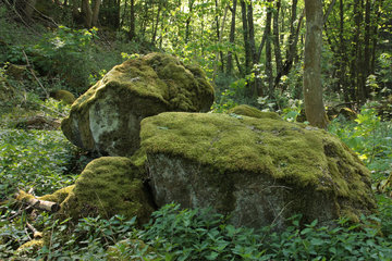 Felsbrocken auf der Dietzenley - Reste eines keltischen Ringwalls