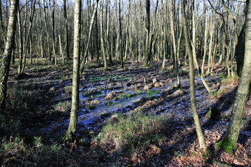 Feuchtgebiet im Münsterwald, Nordeifel