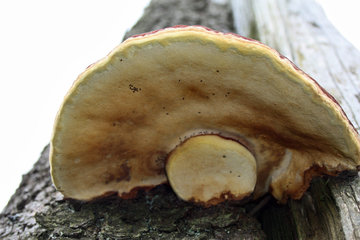 Fichtenporling, Fomitopsis pinicola, Unterseite 