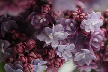 Flieder, Syringa-Hybride, mit gefüllten Blüten