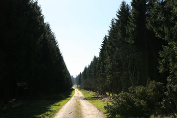 Forststraße mit Fichtenwald,  Eifelsteig, 2.Etappe