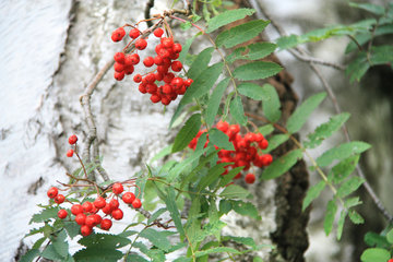 Früchte der Eberesche, Sorbus aucuparia, L.
