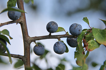 Früchte der Schlehe oder Schlehdorn, Prunus spinosa