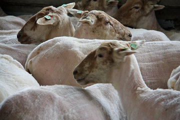 Frisch geschorene Schafe in der Schäferei "Schaapskooi Mergelland"