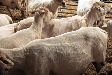 Frisch geschorene Schafe in der Schäferei "Schaapskooi Mergelland"