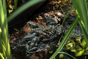 Frosch-Versammlung: 8 Grasfrösche, Rana temporaria, in einem Gartenteich