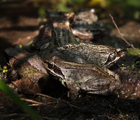 Frosch-Versammlung - Grasfrösche, Rana temporaria, in einem Gartenteich