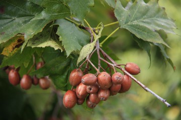 Früchte der Elsbeere, Sorbus torminalis