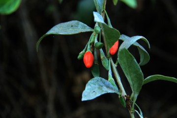 Früchte des Bocksdorns, auch bekannt als Goji-Beere