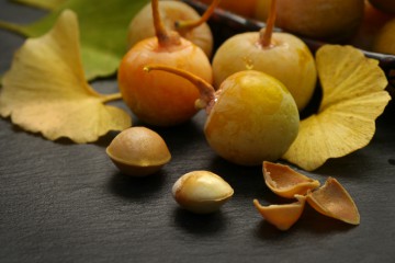 Früchte des Ginkgo-Baums