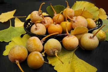 Früchte des Ginkgo-Baums